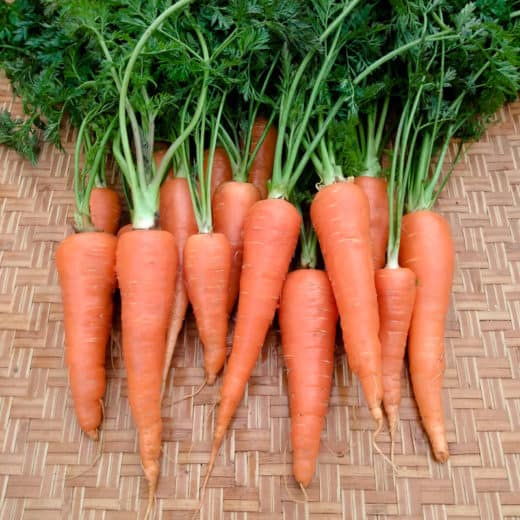 Organic Danvers 126 Carrot seeds