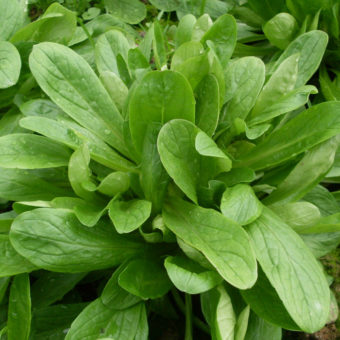 Organic Piedmont Corn Salad Seed