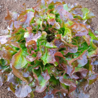 organic Bijella lettuce seed