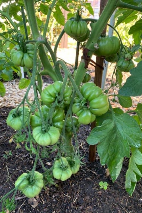 ATTIS Garden 3 x Tomato Marmande Superprecoce Plug Plants