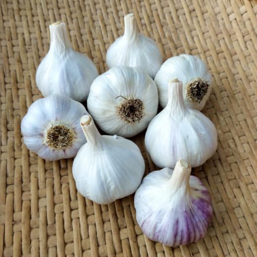 Yuggoth seed Garlic Organic