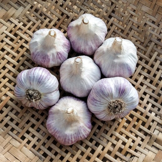 Organic Jupiter Garlic Seed