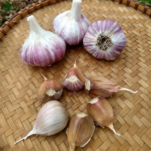 Jupiter Seed Garlic Organic