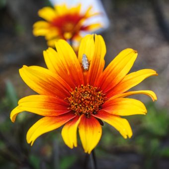 Heliopsis Burning Hearts
