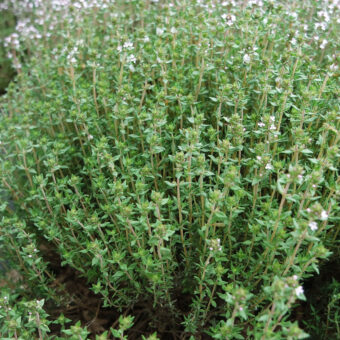 Organic Varico 2 Thyme Seed