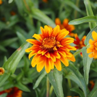 Organic Zinnia, Old Mexico flower seed