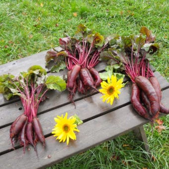 Organic Forono Beet Seeds