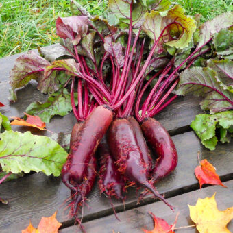 Organic Forono Beet Seeds