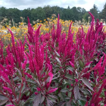 organic celosia magenta forest fire seed