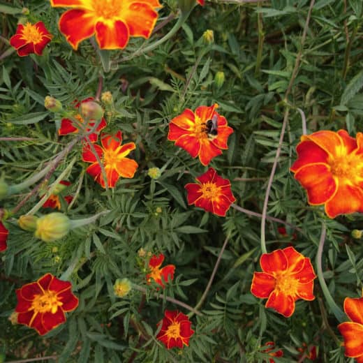 Organic Ildkongen Marigold seed