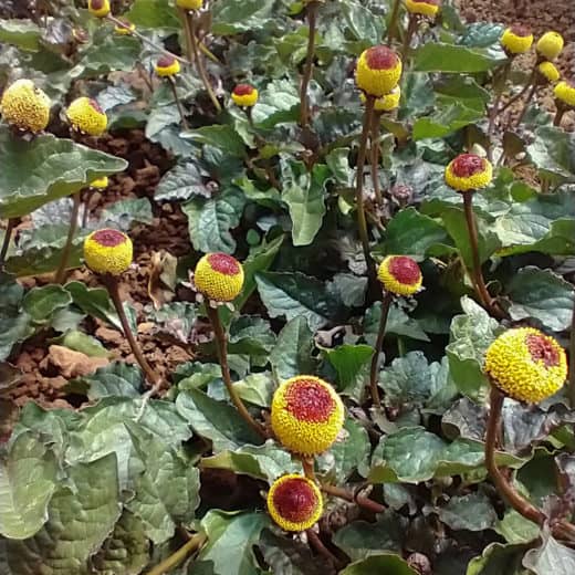 Organic Spilanthes toothache plant seeds