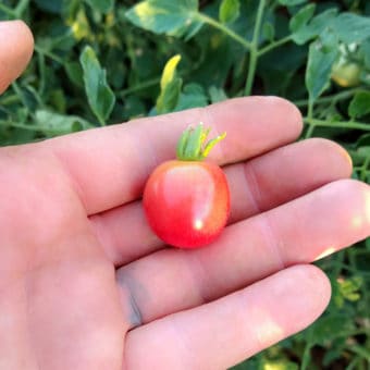 Organic Brandywine Cherry Tomato seed