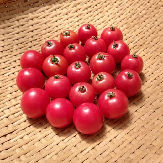 organic brandywine cherry tomato seed