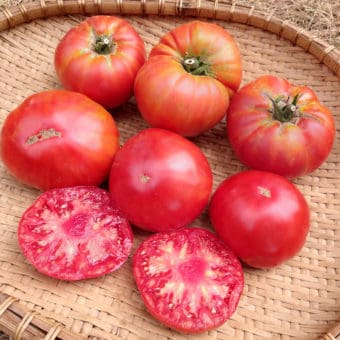 Organic Minusinsk’s Lion Tomato Seeds