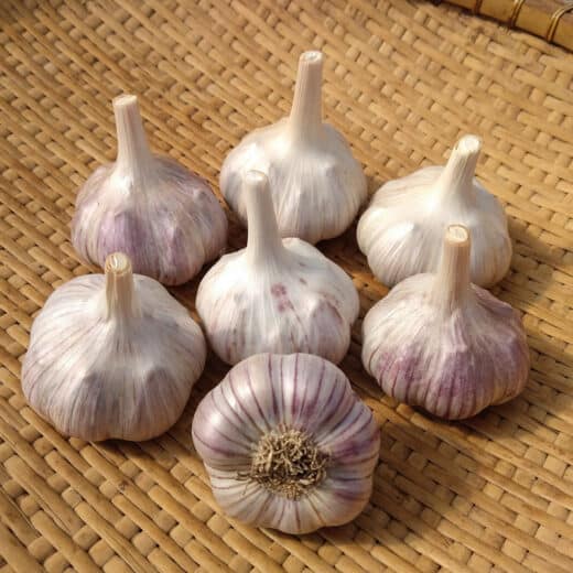 Organic Vekan Vekak seed garlic