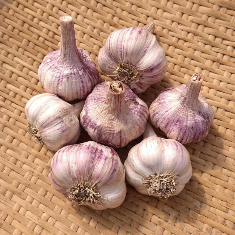 Organic Bangkok Seed Garlic