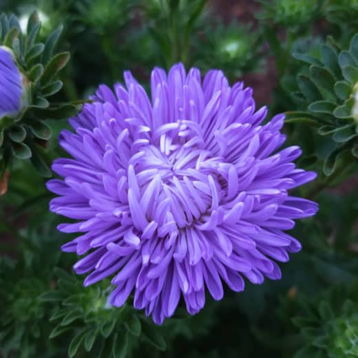 Organic Lady Coral Light Blue Aster seeds
