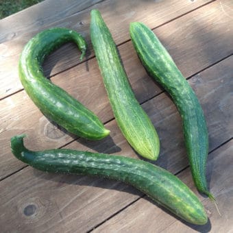 Organic Jin Yang #2 Cucumber seed