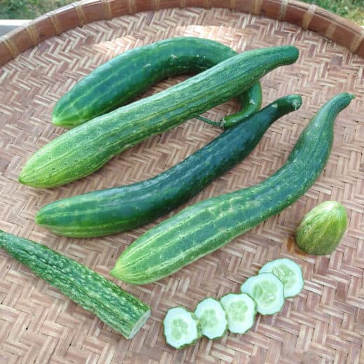 Organic Jin Yang Cucumber