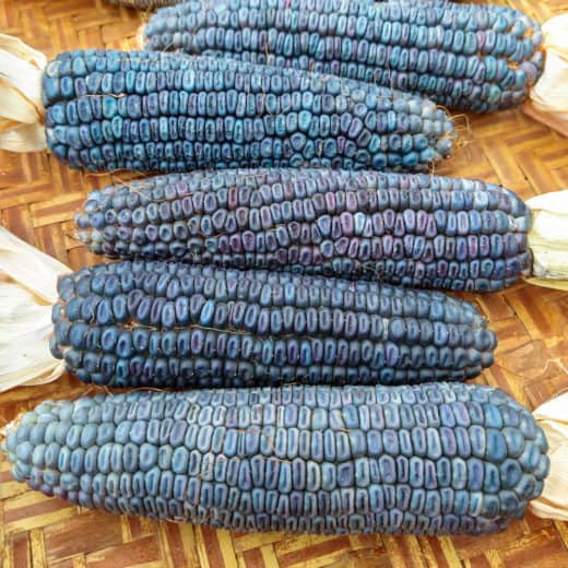 Organic Strubbe’s Blue Dent Corn cobs