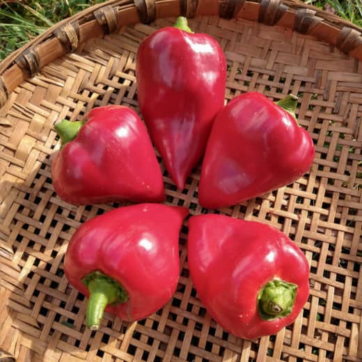 Organic Lesya Sweet Pepper Seed