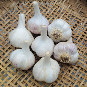 Organic Hadrut Garlic Seed