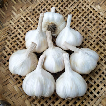 Organic Persephone White Garlic Seed