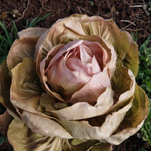 Raddichio Rosa Radicchio, La Rosa del Veneto (Organic) - Adaptive Seeds