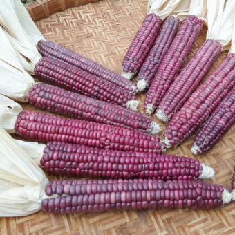 Organic Purple Mountains Flour Corn Seed
