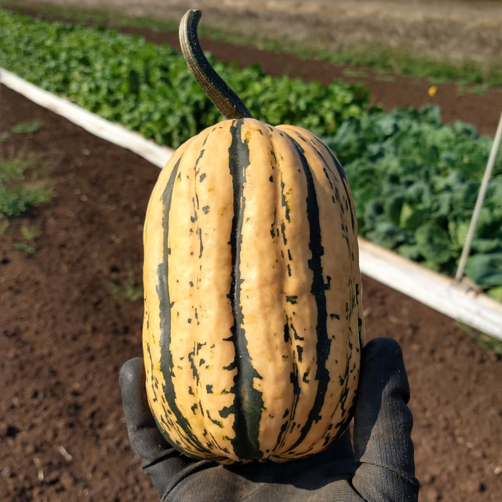 Organic Hessel Sugar Loaf Winter Squash Seed