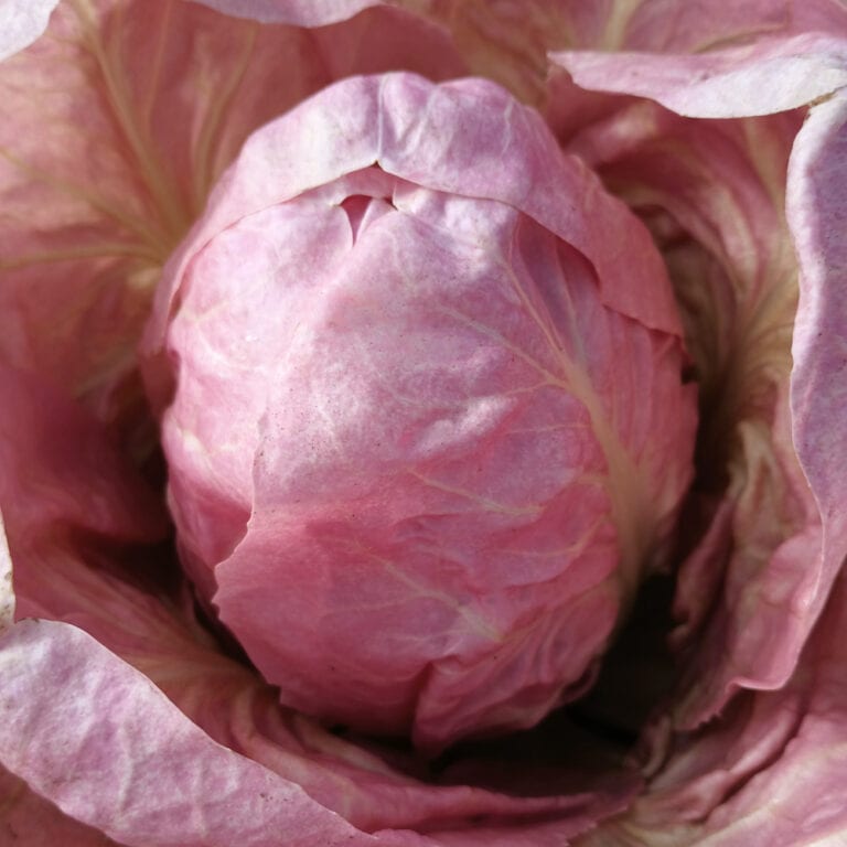 Raddichio Rosa Radicchio, La Rosa del Veneto (Organic) - Adaptive Seeds