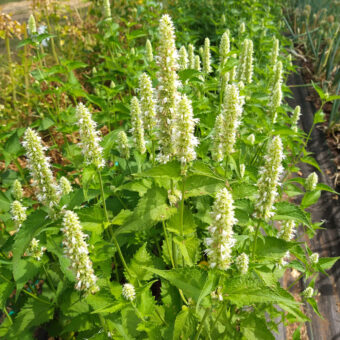 Organic Anise Hyssop Snow Spike Seed