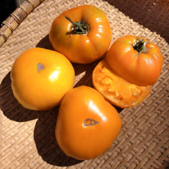 Organic Altai Orange Tomato seed