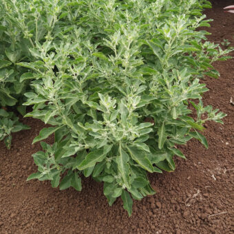 Organic Ashwagandha Vedic Seed