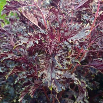 Organic Opalescent Basil Seed