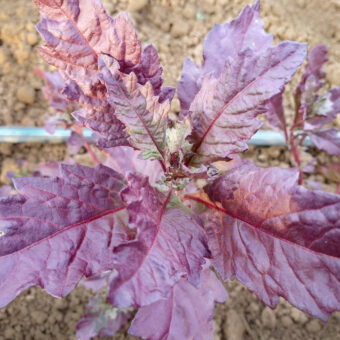 Organic Oaxaca Red Epazote Seed