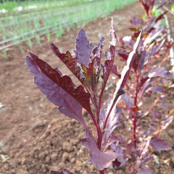 Organic Oaxaca Red Epazote Seed