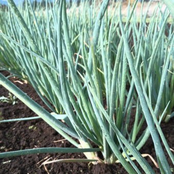Green Onion, Ton Hom Nuan Organic Green Onion Ton Hom Nuan seed