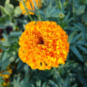 Kees’ Orange Marigold Organic Kees' Orange Marigold seed