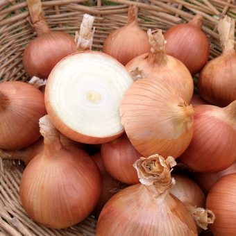 Organic Sweet Spanish Colorado No. 6 Onion Seed