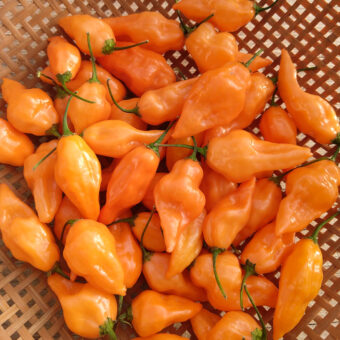 Organic Orange Embers Habanero Hot Pepper Seed