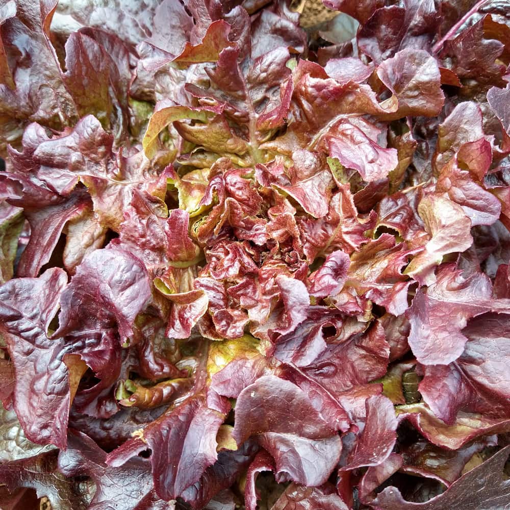 Organic Oscarde Lettuce seed