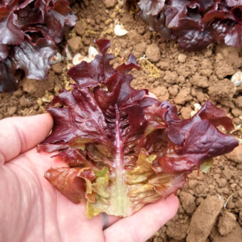 Organic Oscarde Lettuce seed