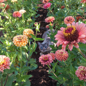 Queeny Limes Mix Zinnia Organic Queeny Limes Mix Zinnia Flower Seeds