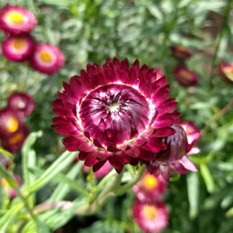 Organic Purple Red Strawflower Seed