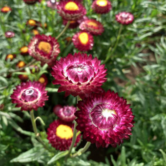 Organic Purple Red Strawflower Seed