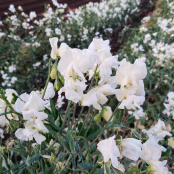Organic Jilly Sweet Pea Flower Seeds