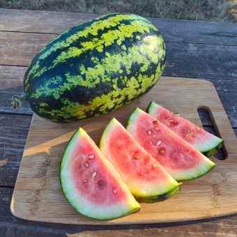 Watermelon, Chou Cheh Red (Organic)
