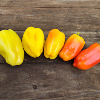Organic Pusztagold Sweet Pepper seed
