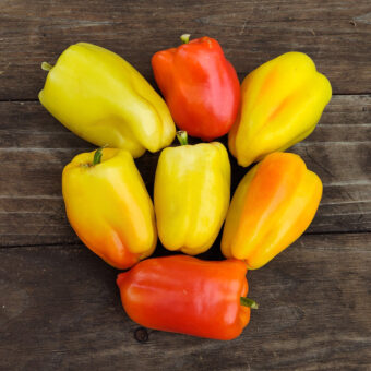 Organic Pusztagold Sweet Pepper seed